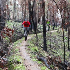 Yackandandah Mountain Bike Park Diggers Red Loop Trail